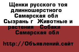 Щенки русского тоя длинношерстного - Самарская обл., Сызрань г. Животные и растения » Собаки   . Самарская обл.